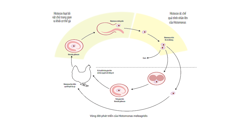 Cơ chế tác động của Histocox lên nguyên sinh động vật