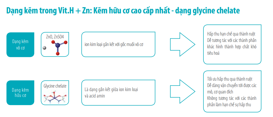 Dạng kẽm trong Vit.H+Zn Forte